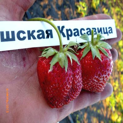 Рассада клубники Чешская красавица > описание и цена саженца